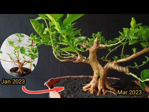 Cara membuat kumpulan tajuk biar seimbang, proses bonsai sancang