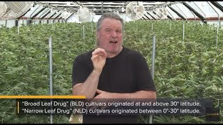Kevin Jodrey: Unravelling Cannabis Genetics & Nomenclature / Ganjier Cannabis Course Preview