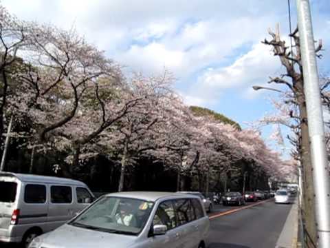 世田谷通り大蔵団地前100403