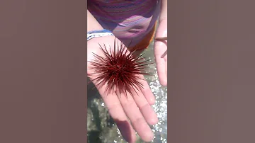 Erizo Y Estrella De Mar 