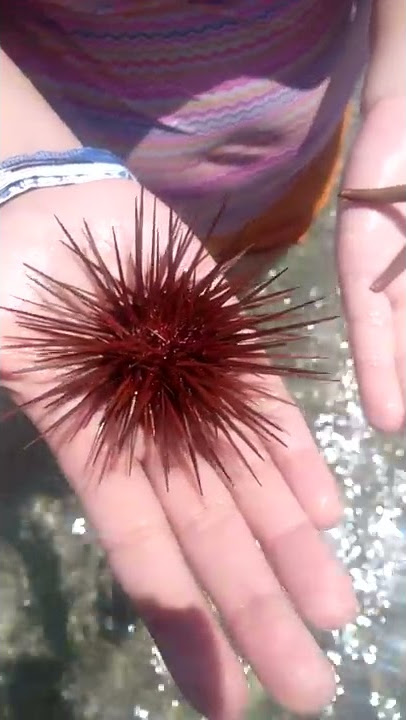 Erizo y estrella de mar