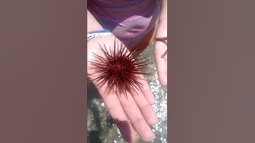 Thumbnail of Erizo y estrella de mar