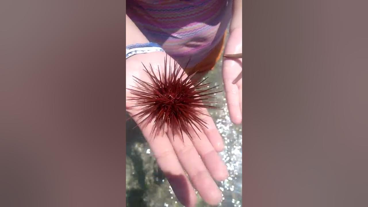 Erizo y estrella de mar