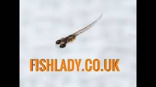 Hatching mail order killifish eggs