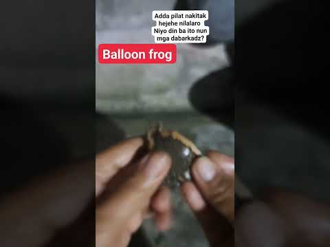 #shorts balloon frog