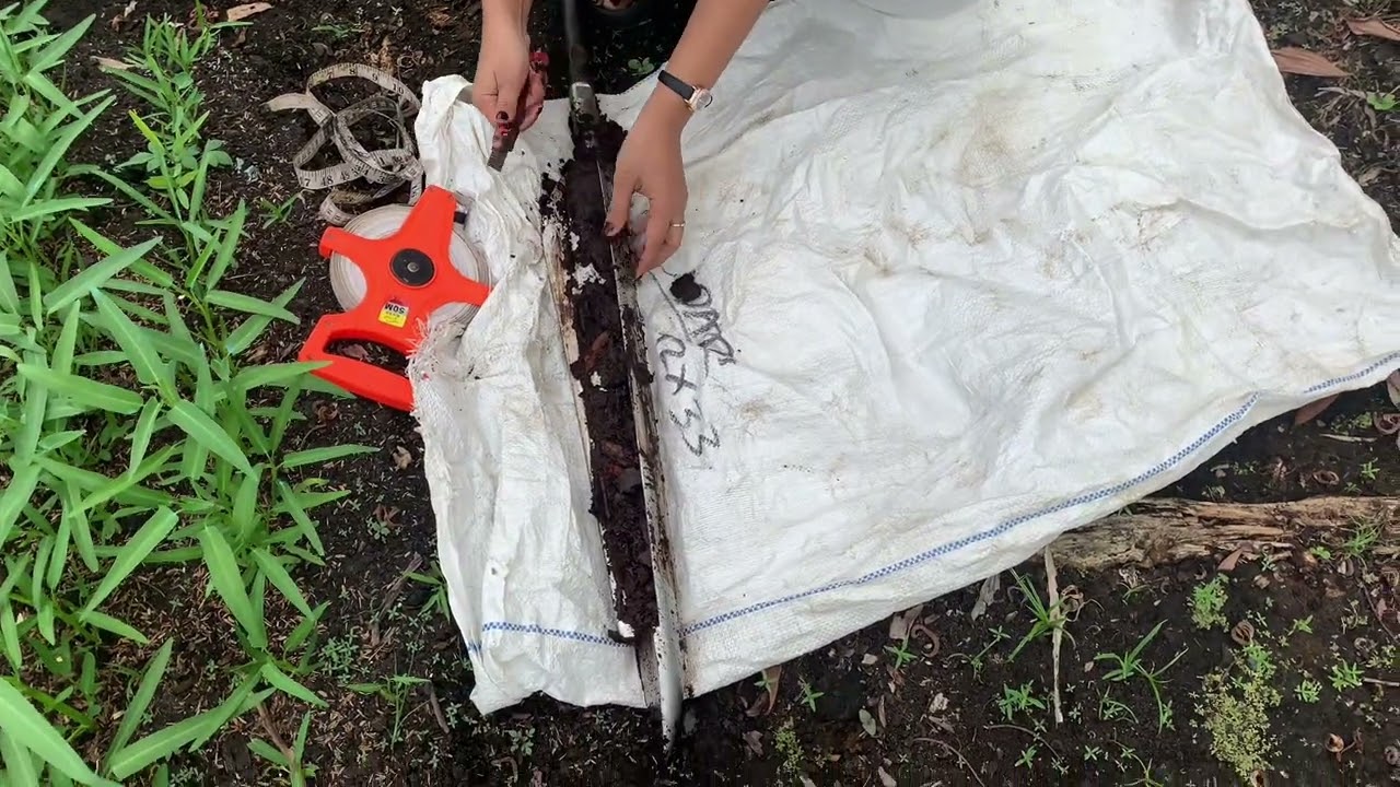 video teknik pengambilan sampel tanah gambut dana sampel tanaman kangkung 