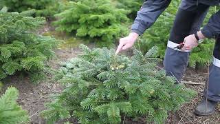 Form- und Korrekturschnitt von Weihnachtsbäumen