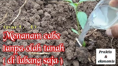 Menanam Cabe Tanpa Olah Tanah Praktis dan Ekonomis  (part.1)