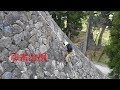 忍者の様に松江城の石垣で草取りする人発見