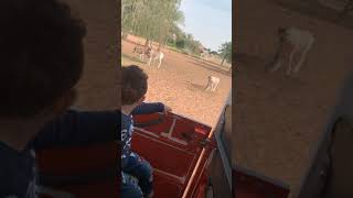 #shorts Dubai Safari Park من افضل الاماكن