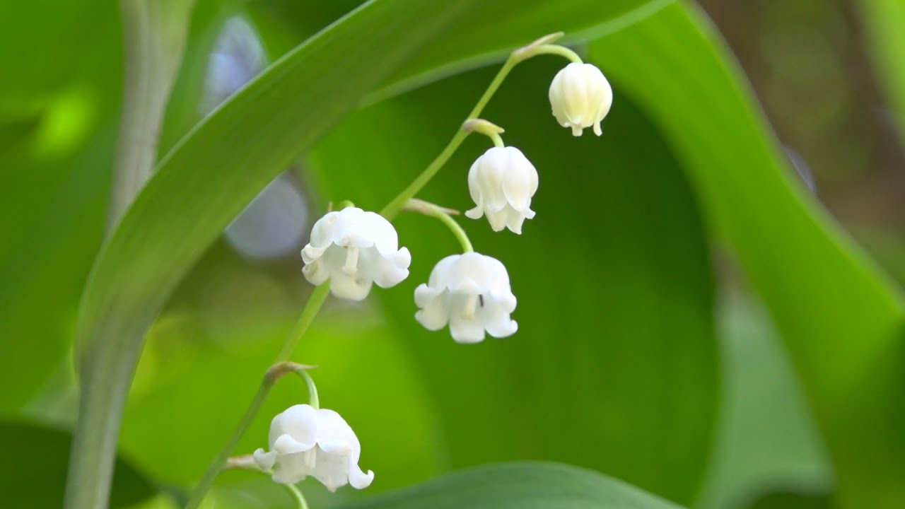 室生深野 鬼鎮 再放送 季節の便り 奈良カエデの郷ひらら 室生向渕 スズラン 室生瀧谷 龍泉寺花まつり 再放送 Youtube
