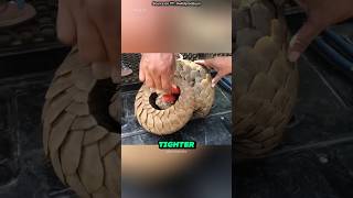 This Injured Panin Refused To Uncurl During Rescue