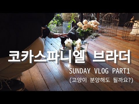 [강아지VLOG]  고양이입양 <strong>고민중</strong> /오디너리플라워카페/서면칸다소바/먹방/강아지브이로그/일상