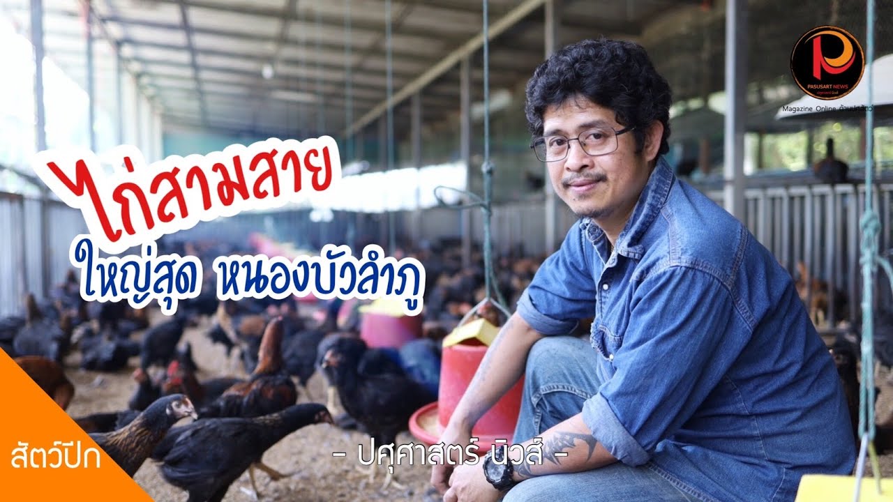 เลี้ยงไก่ลูกผสมพื้นเมือง (สามสาย) กว่า 10,000 ตัว ใหญ่สุด #หนองบัวลำภู | ปศุศาสตร์ นิวส์