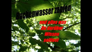 Buchenwasser zapfen /Tap beech water