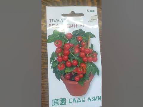 Купила семена перца и томата для подоконника - YouTube