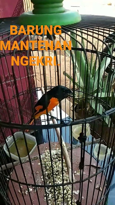 BURUNG MANTENAN NGEKRII#COCOK BUAT#MANTENAN BAHAN JADI GACOR#BURUNG MANTENAN GUNUNG.
