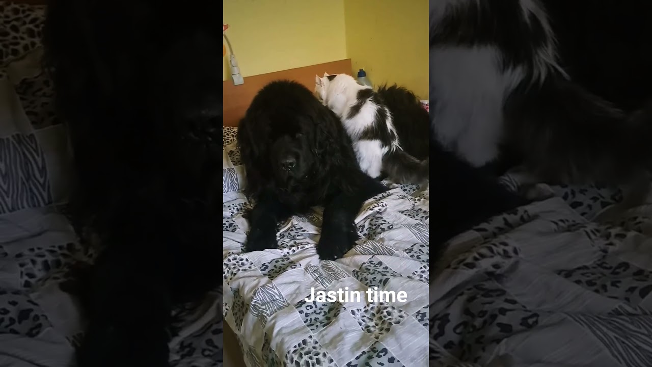 Кошки нужны всем!😻 Даже собакам 😻😸 