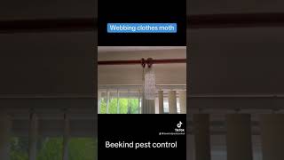 Small but mighty pests!