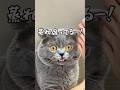 腐ってるが口癖のネコ