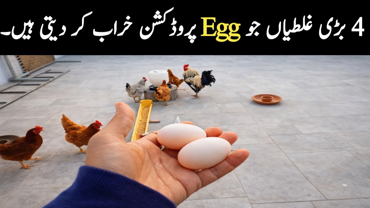 4 Egg Production Mistakes That Cause Heavy Loss in poultry