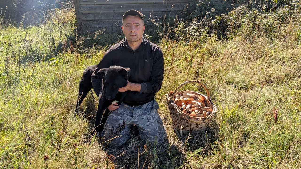 Повний кошик грибів у диких лісах Карпат.