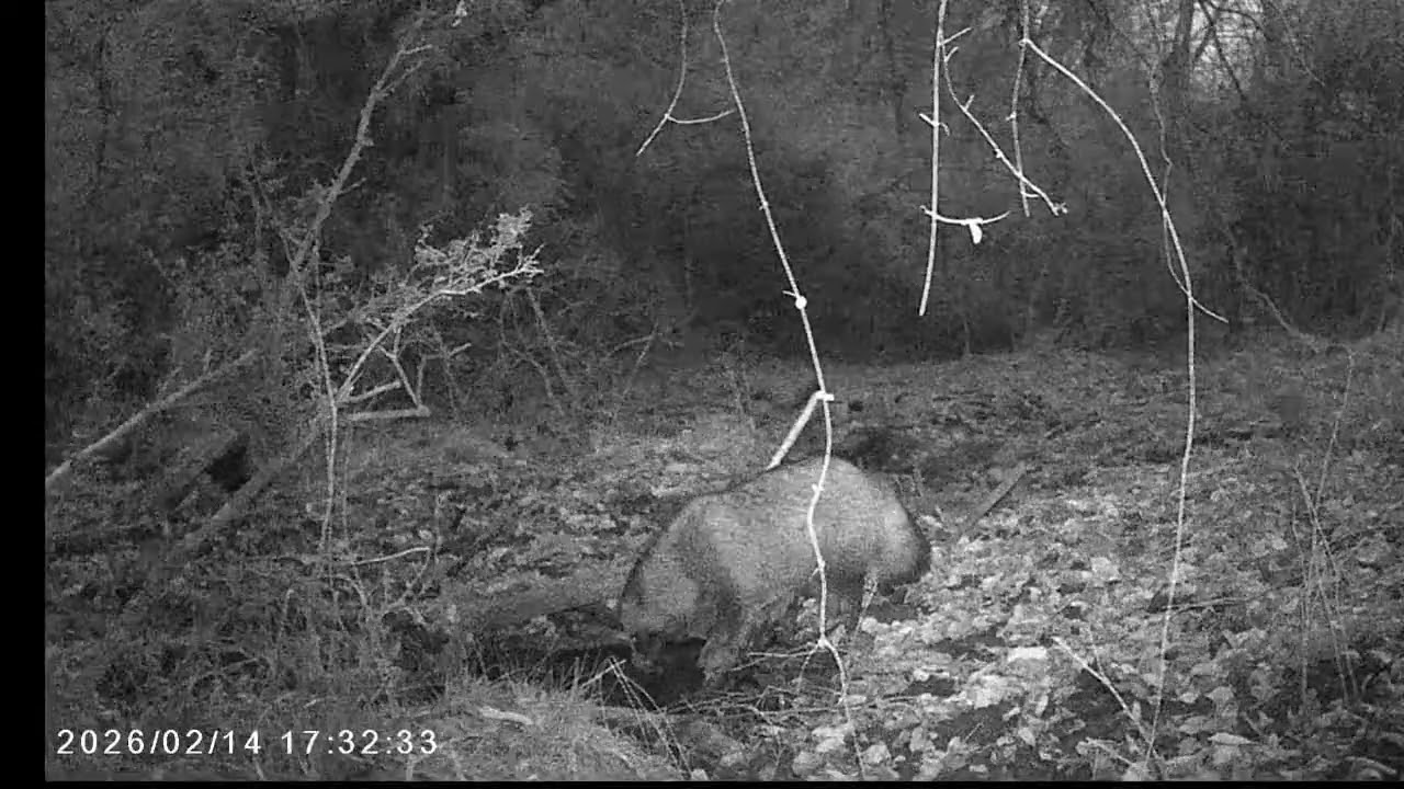 What was that!? Tanuki's sound caught on the trail camera.
