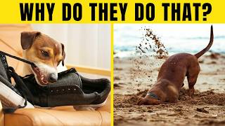 The TRUE Meaning Behind 19 STRANGE DOG BEHAVIORS!