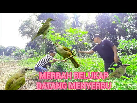 SUARA MIKAT BURUNG MERBAH BELUKAR,, TIDAK PERLU NUNGGU LAMA LANGSUNG MENYERBU