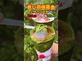【えっ！？】赤い羽根募金辺野古活動家を支援！