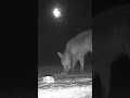 #Shorts - The Moonlit Picnic 🌙#talltreesnaturereserve #wildlife #moon #fox #moonlight #picnic