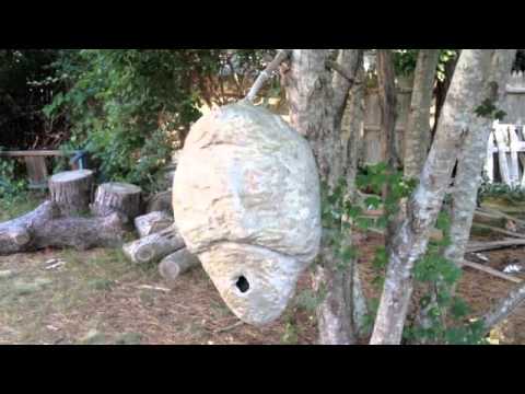 Giant Wasp nest