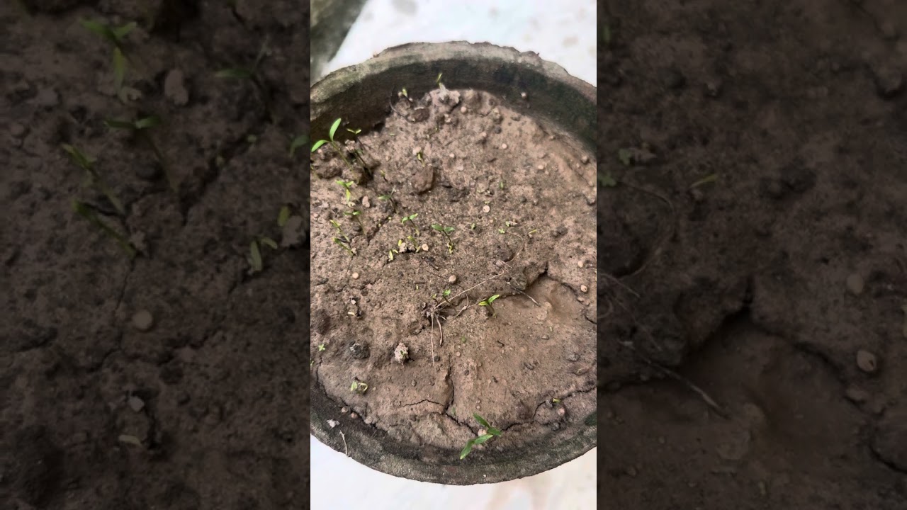 How to Grow Fresh Coriander at Home Fast!Secret Tips to Grow Coriander.From Seeds to Harvest.