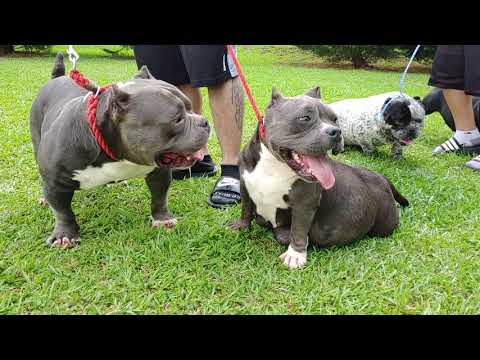 Watch This Bald Pit Bull Puppy Grow The Prettiest Fur The Dodo