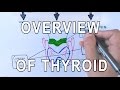 Thyroid Gland | Structure , Functions & Diseases