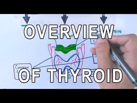 Thyroid Gland | Structure , Functions & Diseases