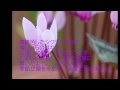 シクラメンのかほり 布施明【COVER】🎸 Kinopy🎤早坂415