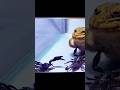 Frog vs Scorpions
