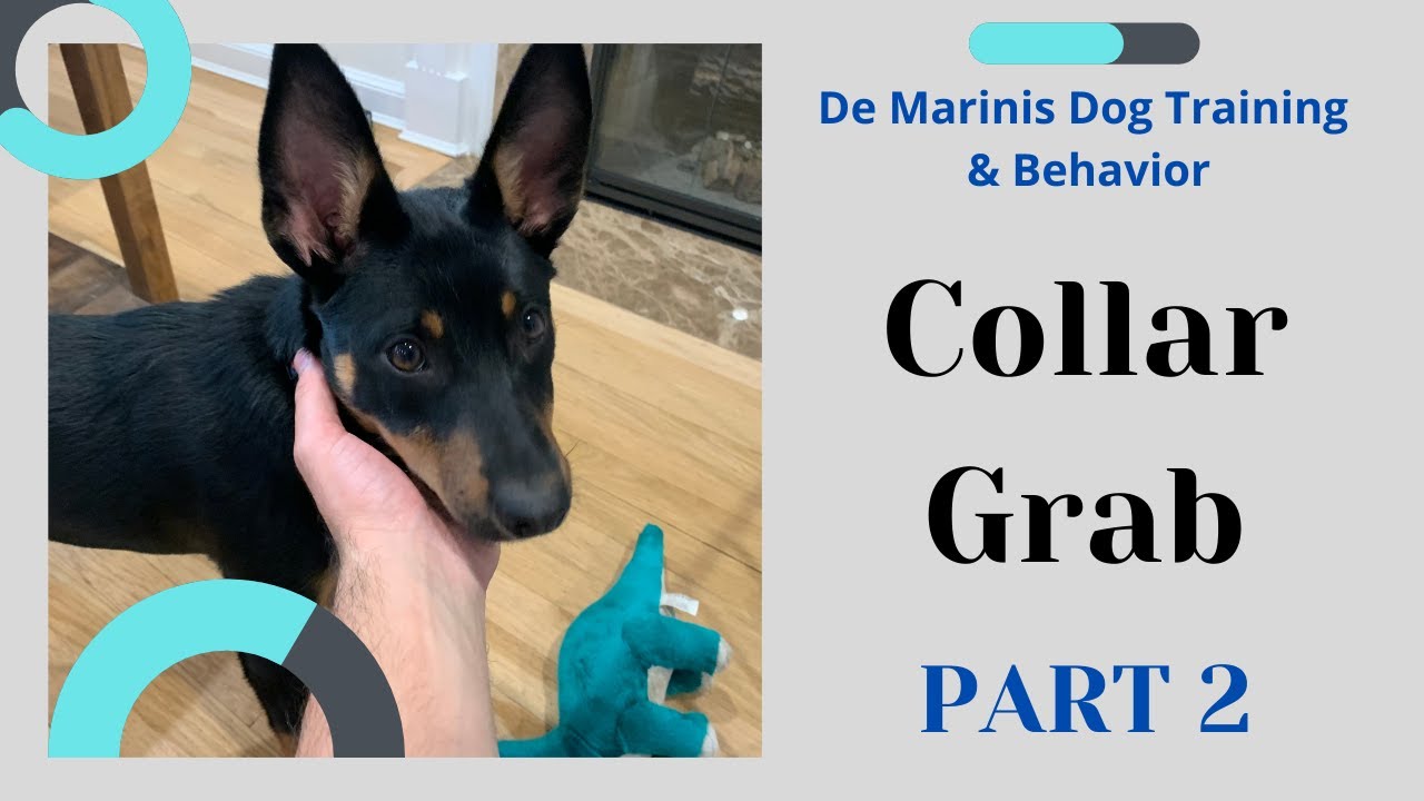 COLLAR GRAB PART 2 Teaching your dog a collar grab YouTube
