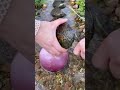 Finding huge pearl inside clam