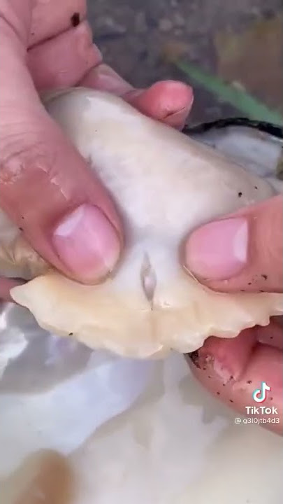 finding huge pearl inside clam😳😳😳😳😳😳
