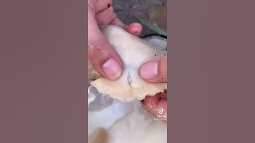 finding huge pearl inside clam😳😳😳😳😳😳
