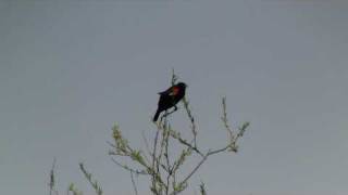 RedwingSinging_v100420.m4v