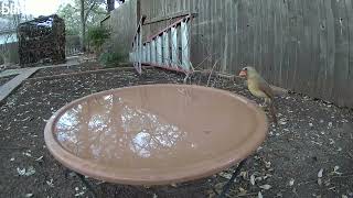 A cardinal's decision to drink, bathe or leave