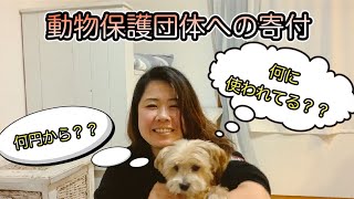 動物保護団体への寄付したお金は何に使われるのか？その意外な使用方法とは？！