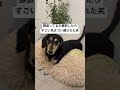 きまづいから隠れてやってくれ笑 #犬のいる生活