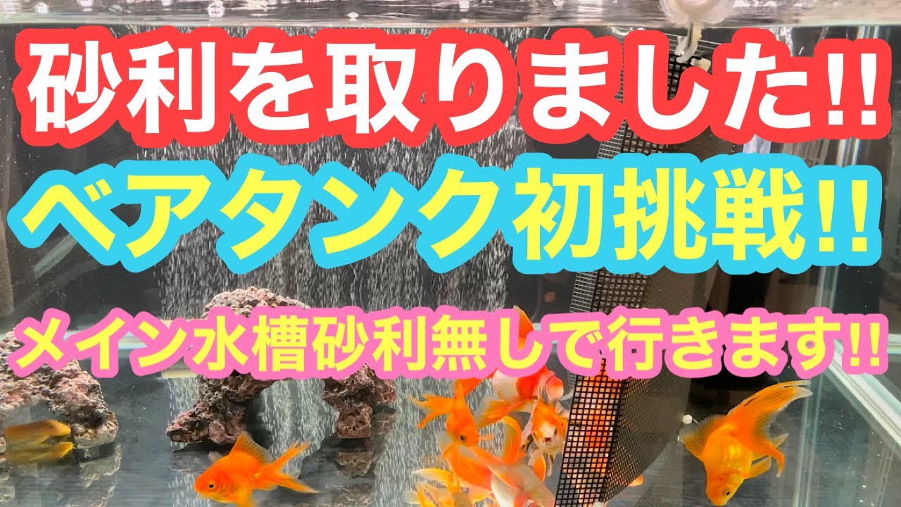 Download 金魚 メイン水槽 ベアタンク初挑ae