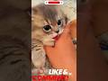 Cute Little Cat Playing Music Song Remix Catshorts Cat Cuteanimal Cutepet Viralcats Cute Cute Little Cat Playing Music Song Remix Catshorts Cat Cuteanimal Cutepet Viralcats Cute