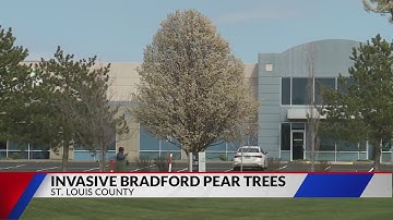 How to exchange a Bradford pear tree for a free native tree