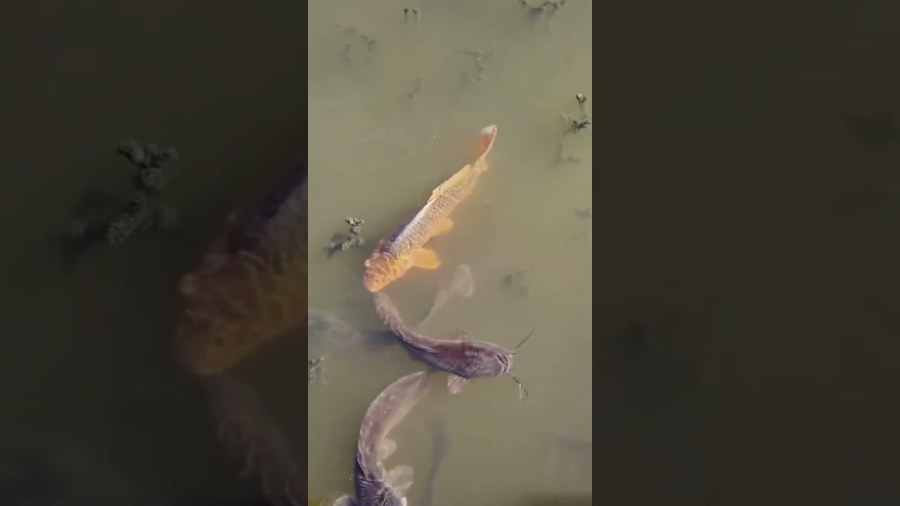 CUTE CATFISH SWIMMING